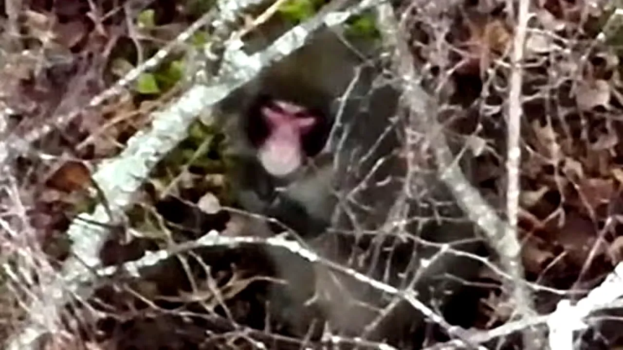O maimuţă evadată dintr-o grădină zoologică din Scoţia este urmărită cu drone