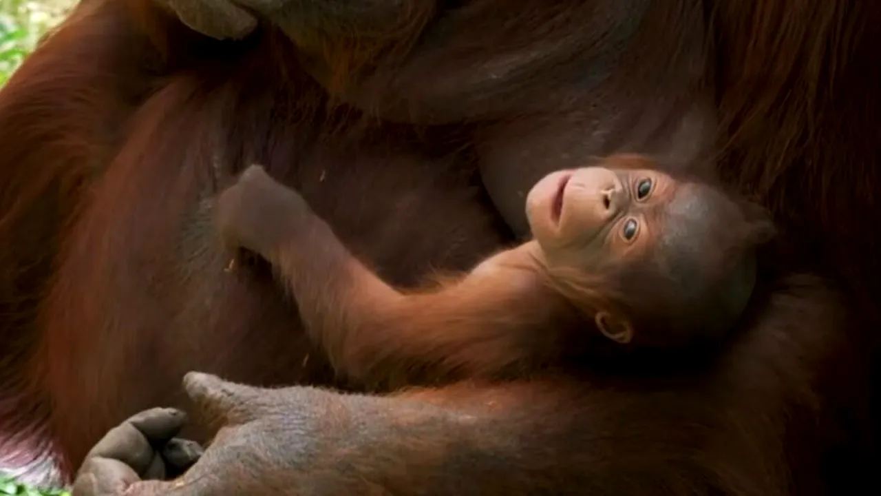 Un pui dintr-o specie extrem de rară s-a născut la Zoo Madrid. Numele său va fi ales de public