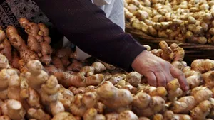 Ghimbirul combate răul de mişcare şi de înălţime