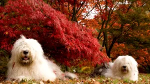 Câinii care citesc şi joacă şah: Un cuplu postează zilnic fotografii inedite cu ciobăneştii lor - FOTO, VIDEO