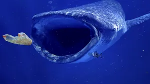 Gunoaiele plutitoare au devenit o ameninţare pentru ecosistemele din oceane
