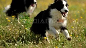 Câinii sunt cei mai buni prieteni ai omului, dar până şi ei trec prin momente mai...delicate - VIDEO