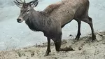 Un bărbat a fost reţinut, după ce a împuşcat un cerb în valoare de 6.000 de euro