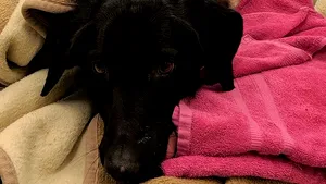 Un câine a fost la un pas să moară după ce a înghiţit peste 30 de decoraţiuni de Crăciun