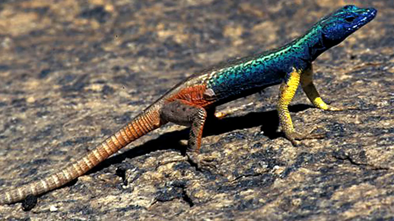 Turist german, reţinut în Noua Zeelandă pentru că avea 44 de reptile în lenjeria intimă