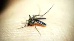 Europa riscă să devină un focar pentru virusul chikungunya, pe fondul extinderii habitatelor țânțarilor