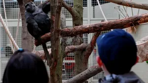 O gorilă periculoasă fugită dintr-o grădină zoologică a fost tranchilizată, în centrul Londrei