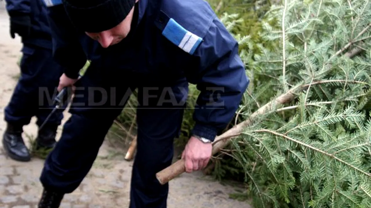 Romsilva şi autorităţile de control au confiscat peste 7.600 de pomi de Crăciun în ultima lună