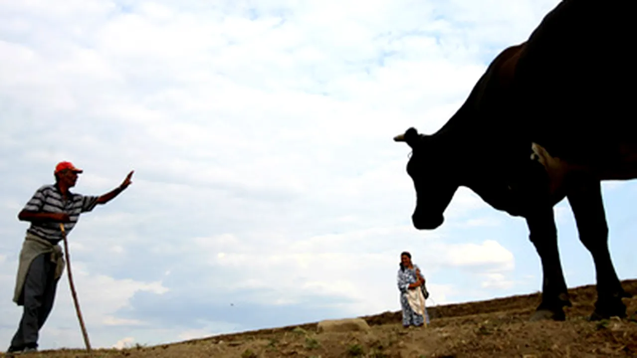 Aproape jumătate din persoanele din mediul rural declară că nu au un loc de muncă, doar 4% spun că sunt şomere