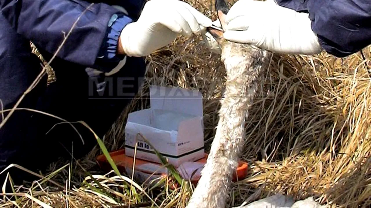 Bird Flu Strain Detected In Danube Delta