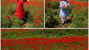 Un câmp plin cu maci din judeţul Iaşi a devenit atracţie turistică. VIDEO