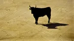 Taurul din Spania care intră în casă și se uită la televizor: „Ca Pedro la el în acasă”