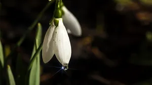 MEDIAFAX ZOOM: A venit primăvara! - GALERIE FOTO