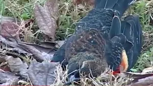 Păsările care au căzut în prima zi a anului în statul Arkansas au murit de spaimă - VIDEO