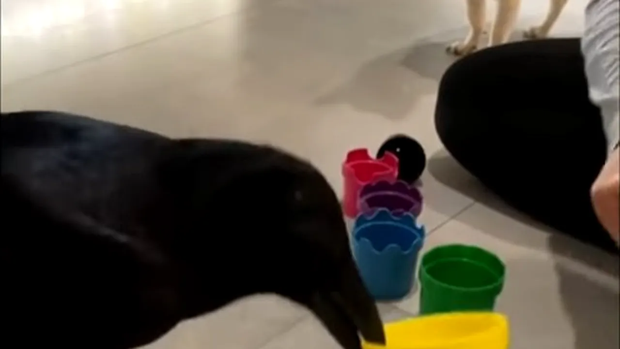 Un clip cu un corb deştept a strâns aproape 6 milioane de vizualizări pe Instagram VIDEO
