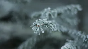 Minus 2 degrees Celsius towards the end of the week - radical change in temperature