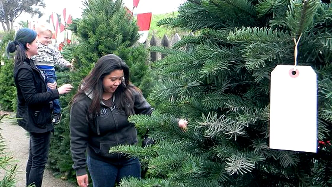 Iniţiativă eco: brazii de Crăciun din Galaţi se transformă în îngrăşământ pentru plante