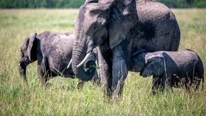 Sfârşit tragic | Zeci de elefanţi au murit de foame într-un parc naţional din Zimbabwe: Situaţia este cruntă.