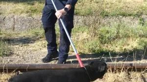 Câine considerat periculos, capturat de jandarmi într-o zonă de blocuri din județul Mehedinți