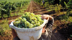 Zece judeţe concentrează 65% din viţa-de-vie din România