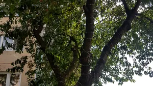 Bărbat AMENDAT după ce a înfăşurat un cireş cu sârmă ghimpată ca să nu ajungă copiii la fructe. Copacul se afla pe domeniul public