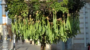 Nicu Bocancea a construit „Copacul cu 600 de lalele”, pe Calea Victoriei, pentru toţi îndrăgostiţii 