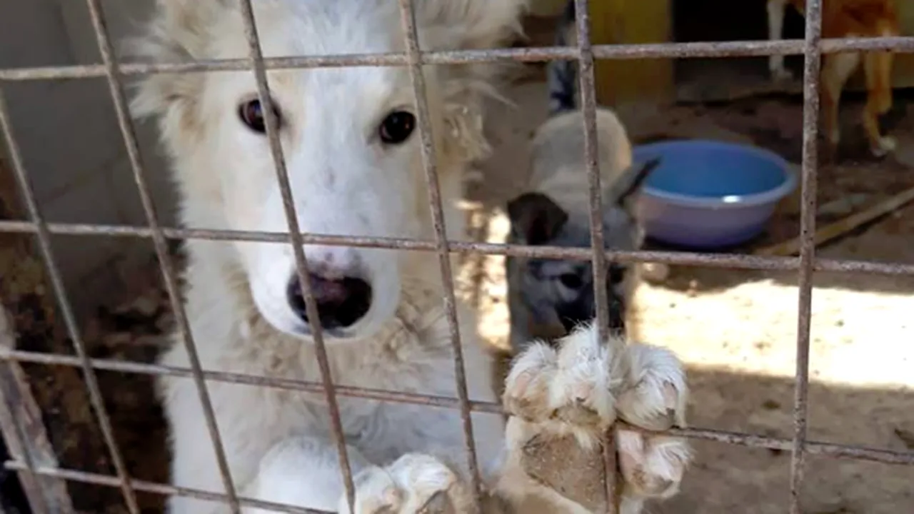 O româncă gestionează primul adăpost pentru câini abandonaţi din Iordania: Aici foarte puţini oameni iubesc animalele. Nu e uşor | FOTO