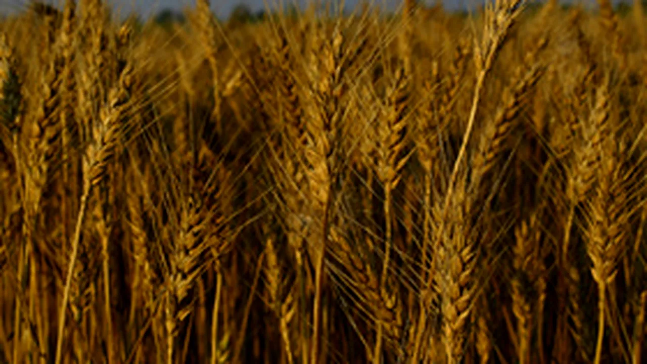 INS:Producţia agricolă a înregistrat scăderi la aproape toate culturile, în 2007