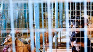 Băncescu (ASPA): Vrem să extindem programul de adopţie. În cursul ultimei săptămâni, au fost adoptaţi 25 de câini. Nu am avut nici măcar o eutanasiere