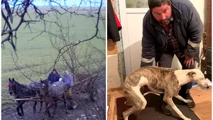 Vânătoare ilegală cu ogari într-o pădure din judeţul Ialomiţa. Cine sunt braconierii 