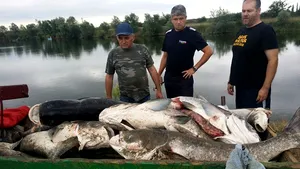 O tonă şi jumătate de peşti morţi, din cauza caniculei, într-o baltă din Sânnicolau Mare. Pompierii au intervenit 9 ore pentru reoxigenarea apei