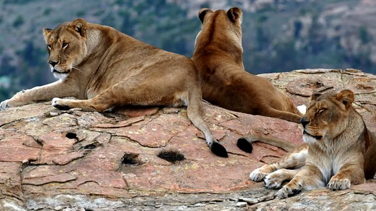 Vier Pfoten anunţă transferarea a trei leoaice de la Zoo Timişoara în Africa. Autorităţile se opun