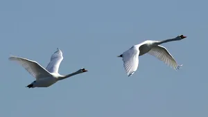 Statul american New York a declarat război lebedelor