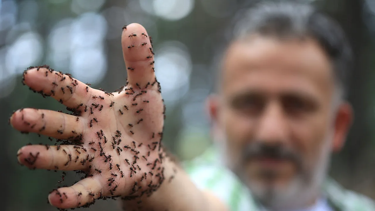 STUDIU Furnicile pot detecta prezenţa cancerului în organism după mirosul urinei