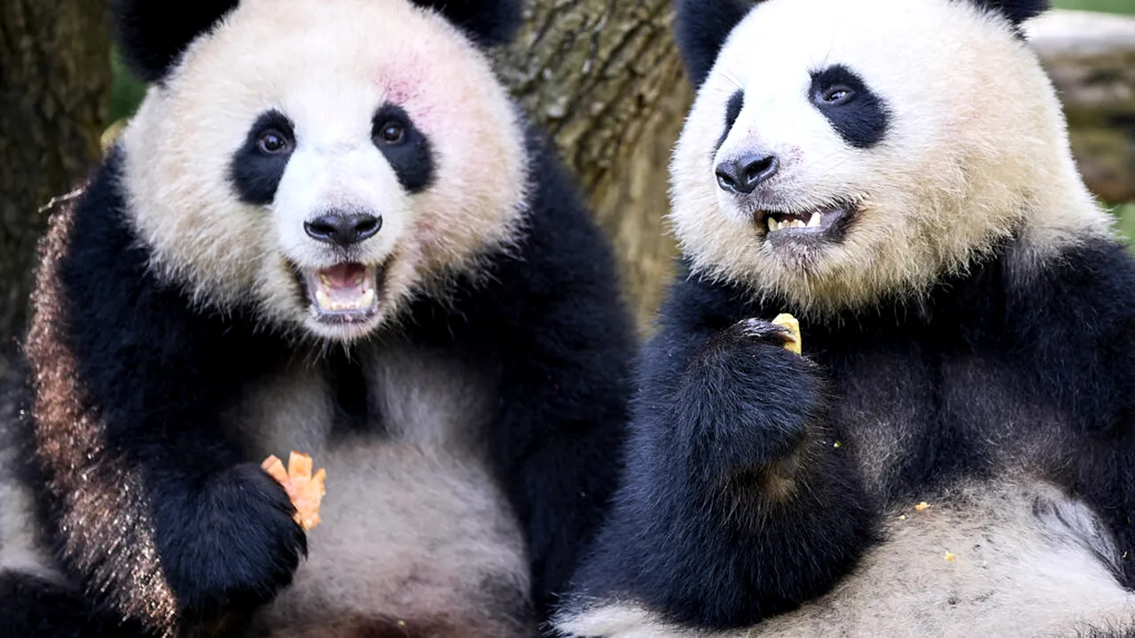 China trimite alți doi urși panda uriași în Statele Unite, într-o nouă manifestare a „diplomației panda”