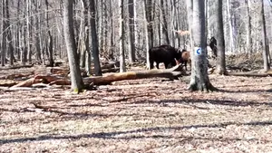 VIDEO Prin pădure, la câţiva paşi de o turmă de zimbri în libertate