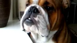 IMAGINI AMUZANTE: Fred, câinele tenor care îl imită pe Luciano Pavarotti - VIDEO