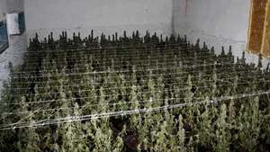 Fabrică de cannabis, descoperită lângă Salonta - VIDEO