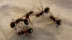 Efectele cofeinei asupra furnicilor ar putea revoluționa combaterea dăunătorilor