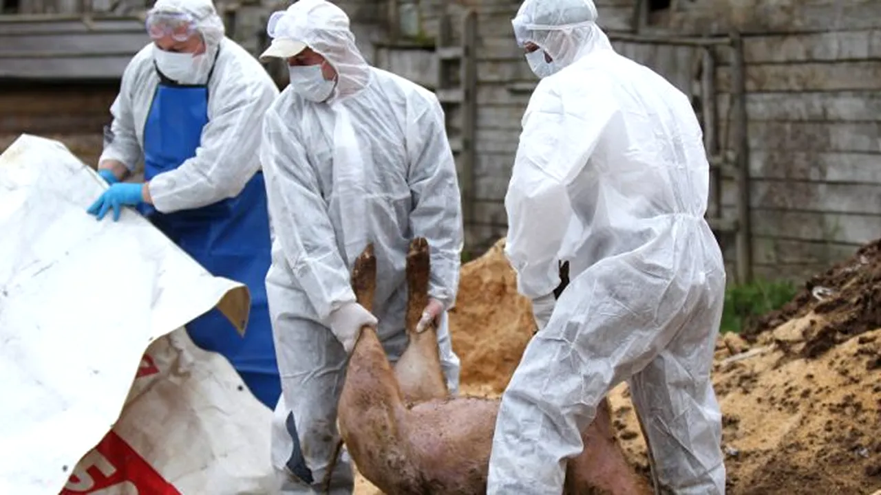 Pesta porcină africană, un nou FOCAR descoperit. Sute de animale vor fi sacrificate. Reprezentant ANSVSA: Pe cei care îi găsim îi ucidem preventiv 
