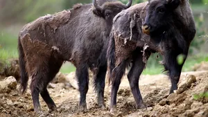 Neamţ. Turmă de zimbri, filmată pe Valea Cracăului