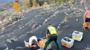 Cum au supravieţuit mii de albine îngropate timp de 50 de zile sub cenuşa vulcanului din Canare