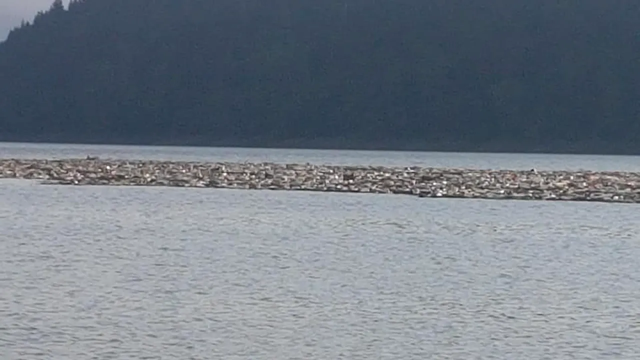FOTO. Gunoaie pe Lacul Bicaz. PET-urile au făcut un adevărat baraj