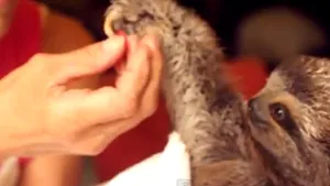 Gest EMOŢIONANT de prietenie: Puiul de leneş care îi oferă petale roz îngrijitoarei şi o mângâie cu gheruţele - VIDEO