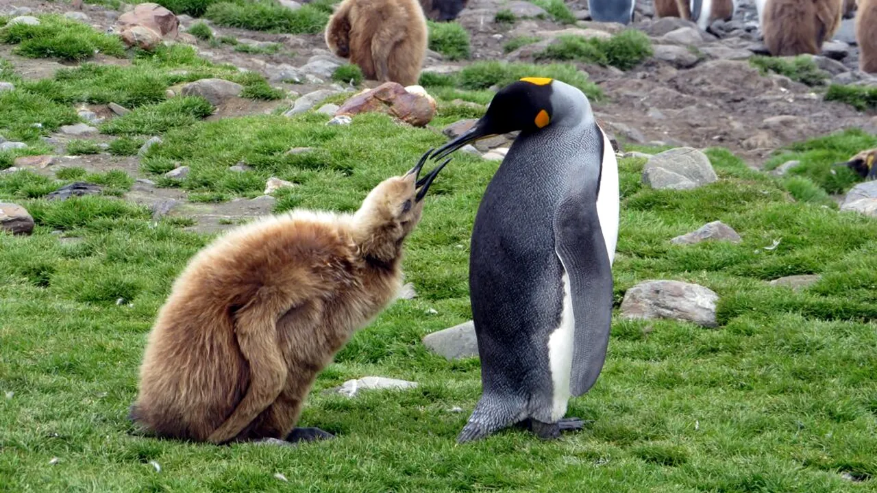 Pinguinul Imperial a intrat oficial pe lista speciilor pe cale de dispariție