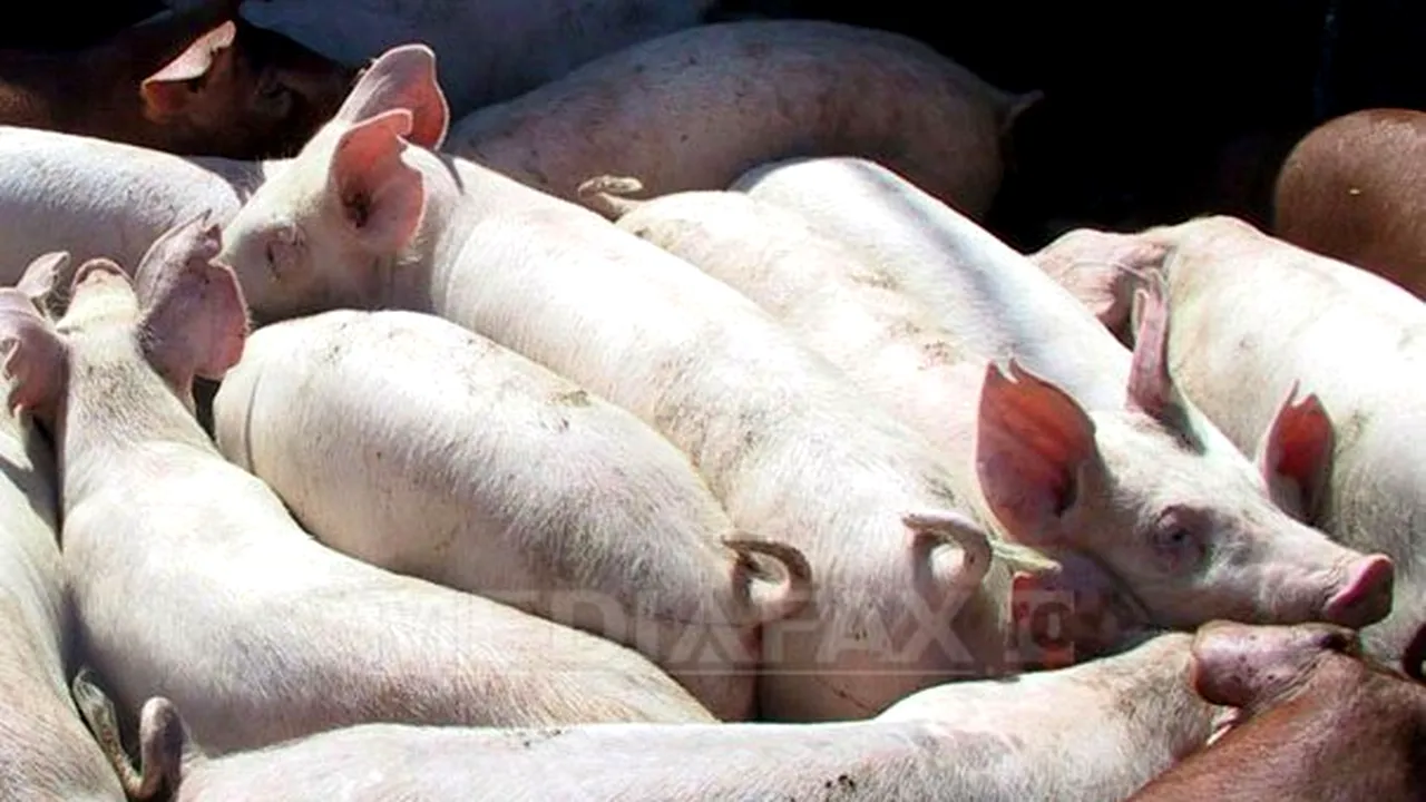 Focar de pestă porcină în Capitală. Măsuri anunţate de autorităţi