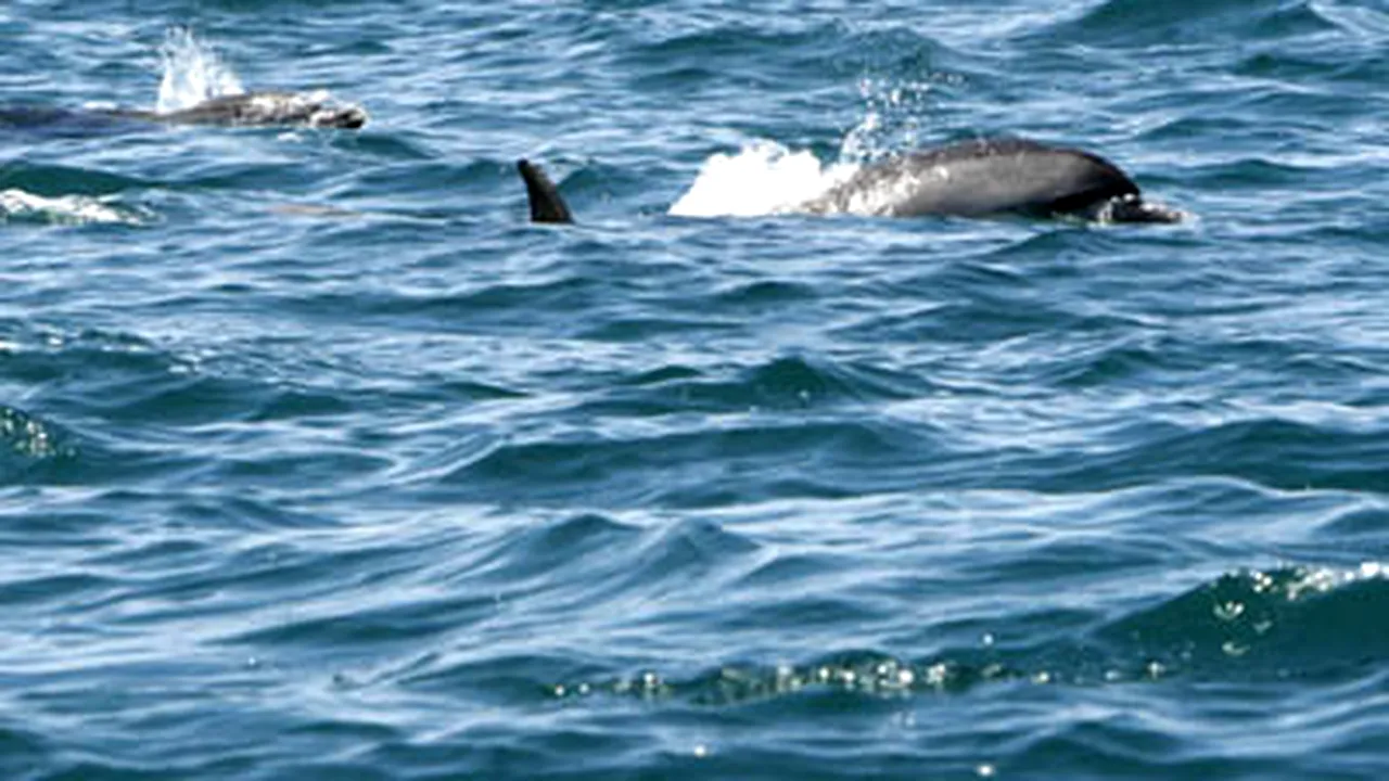 Delfinii prea graşi de la un acvariu din Japonia, puşi la regim