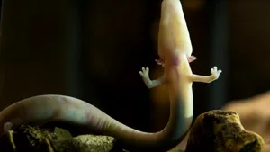 Primii doi ''pui de dragon'' au eclozat într-o peşteră antică din Slovenia - GALERIE FOTO