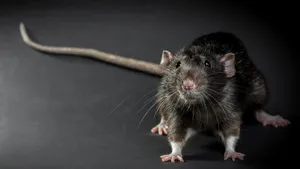 Invazie de şobolani la o bază sportivă din Galaţi, folosită de copii şi amatorii de mişcare. Explicaţia neconvingătoare a primarului | VIDEO