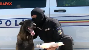 Are nume de jucărie şi un job complicat: Toi este una dintre câinii mascaţilor de la Iaşi 
